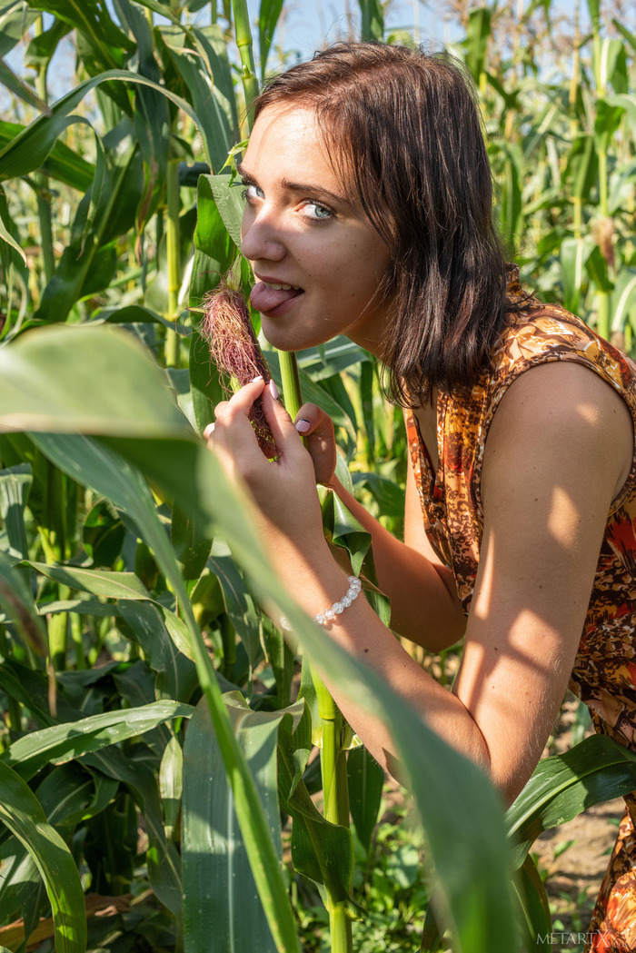 Corn Field